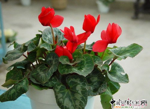 (ji)껨D(zhun)\(MD)