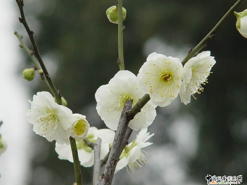 踏雪尋梅 梅花風(fēng)景圖片總集賞析(組圖)