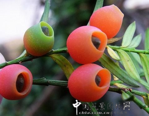 國家一類保護(hù)樹種紅豆杉