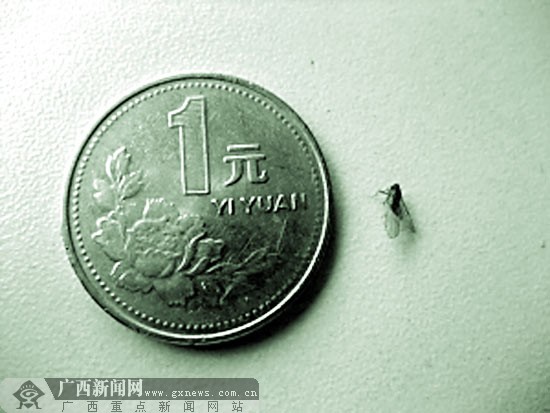 一枚1元硬幣的直徑是25毫米，而葉蟬個頭很小，估計只有幾毫米。