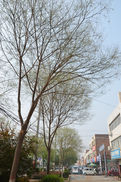 國(guó)槐景觀樹被槐尺蠖蠶食的只剩下枝丫