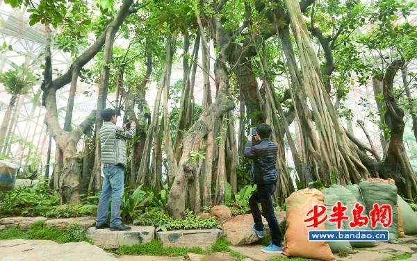 高山榕獨(dú)木成林。