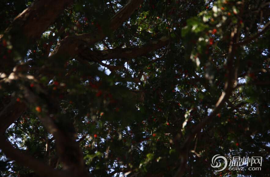 永嘉五百年“植物黃金”紅豆杉 紅果掛滿(mǎn)枝