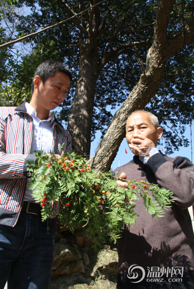 永嘉五百年“植物黃金”紅豆杉 紅果掛滿(mǎn)枝