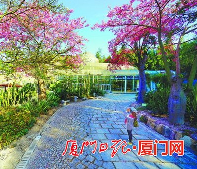 今年是美麗廈門戰(zhàn)略規(guī)劃實施元年，在市委市政府的高度重視下，按照市市政園林局的部署，廈門園林植物園正圍繞“青山碧海、紅花白鷺”大花園城市戰(zhàn)略，以植物引種馴化為核心，以植物專類園區(qū)建設(shè)為抓手，為鷺島的園林綠化發(fā)展、生態(tài)文明建設(shè)先行先試添磚加瓦。