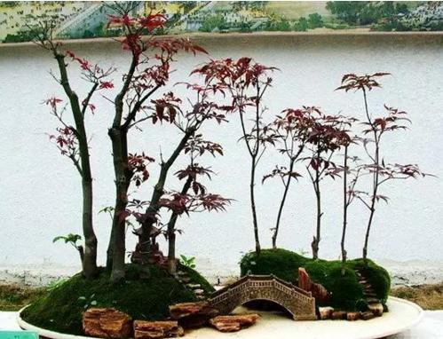盆景七大類，你都知道嗎？