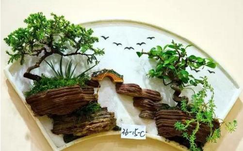 盆景七大類(lèi)，你都知道嗎？