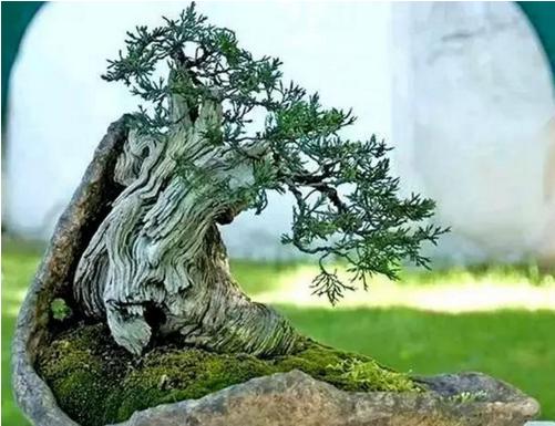 盆景七大類(lèi)，你都知道嗎？