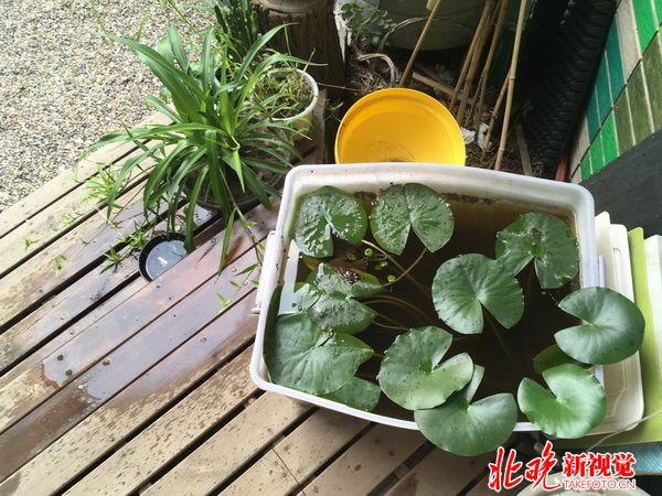 百萬雨水花園避免“城市看?！? 40㎡民居生態(tài)改造見成效