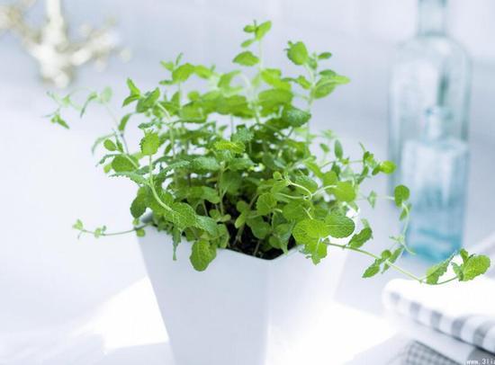 日常簡單的植物養(yǎng)護(hù)知識