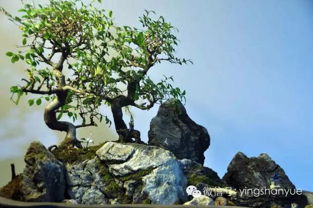 墨爻盆景作品：古樹寒溪，牧童歸去——《雙榆溪隱》