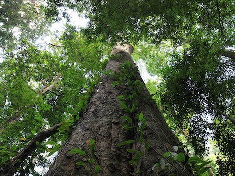 世界奇妙植物大觀 德國(guó)科學(xué)家發(fā)現(xiàn)非洲最高的樹