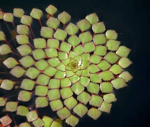 15張圖片展示植物中的數(shù)學(xué)