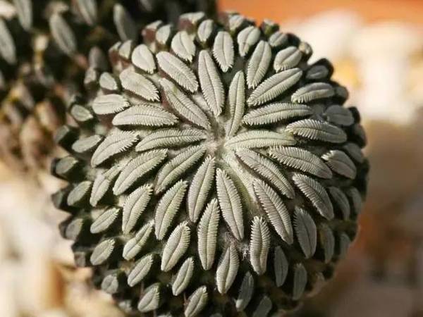 15張圖片展示植物中的數(shù)學(xué)