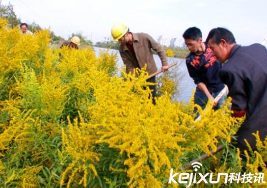 植物知識(shí)：中國(guó)入侵植物盤點(diǎn)