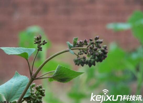 植物知識(shí)：中國(guó)入侵植物盤點(diǎn)