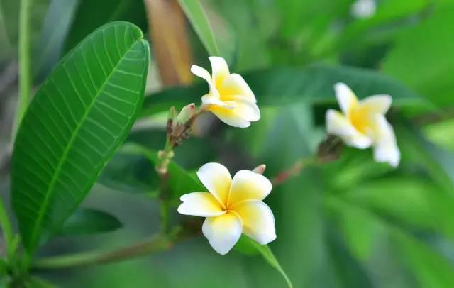 這些以“雞”為名的植物你認識幾個？