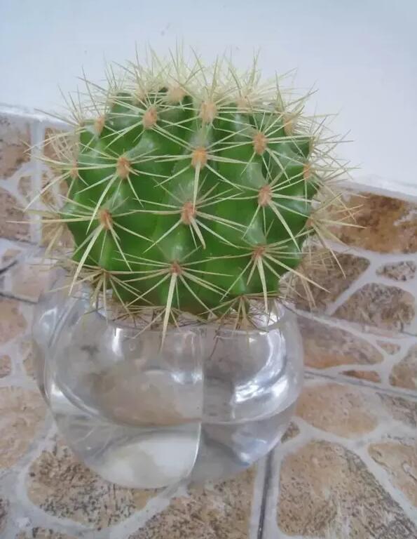 十種最適合室內種植的水養(yǎng)植物