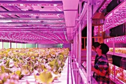 日本東芝“植物工廠”關(guān)門(mén)給我們的教訓(xùn)