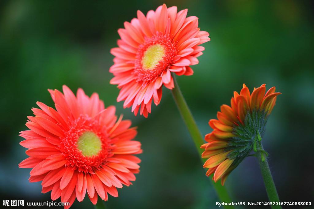 適合情人節(jié)送的花及送花寓意盤點(diǎn)
