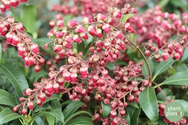 六種你不能錯(cuò)過(guò)的早春開(kāi)花的最美灌木