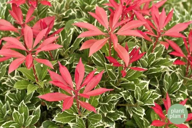 六種你不能錯(cuò)過(guò)的早春開(kāi)花的最美灌木