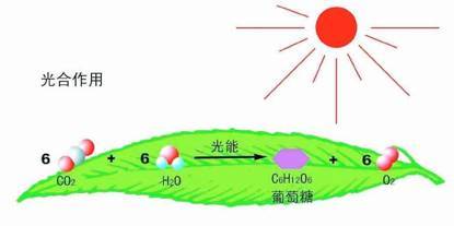 海水中的植物如何吸收陽(yáng)光