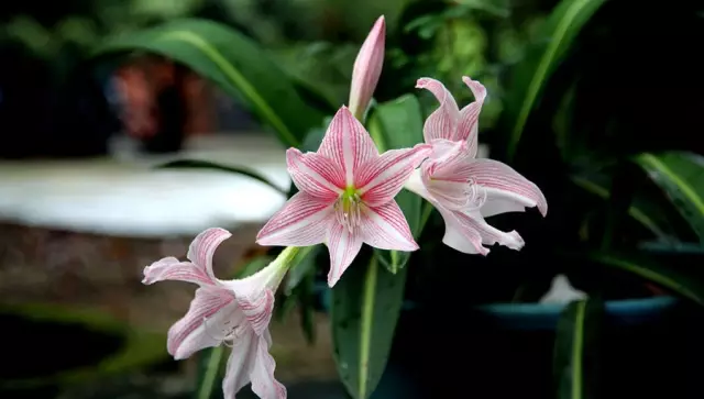 這些美麗卻危險(xiǎn)的花木，注意保持距離！
