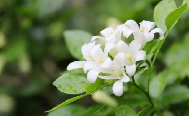 這些美麗卻危險(xiǎn)的花木，注意保持距離！