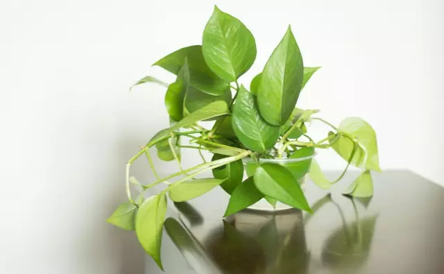 這些美麗卻危險(xiǎn)的花木，注意保持距離！
