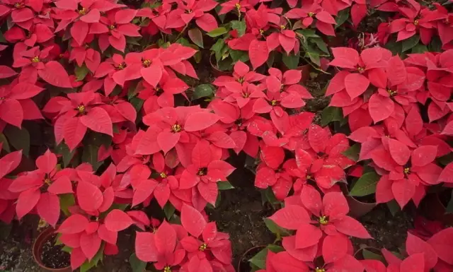 這些美麗卻危險(xiǎn)的花木，注意保持距離！