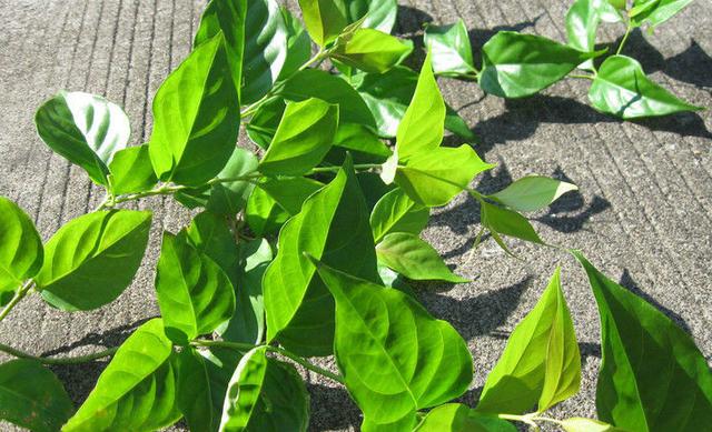 生活中常見(jiàn)的一些有毒植物
