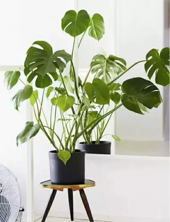 適合家庭栽培的吸毒植物，你知道哪些？