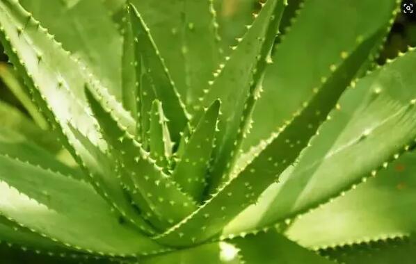 適合家庭栽培的吸毒植物，你知道哪些？