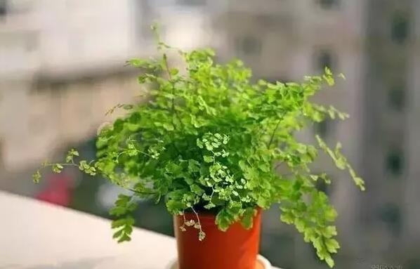 適合家庭栽培的吸毒植物，你知道哪些？
