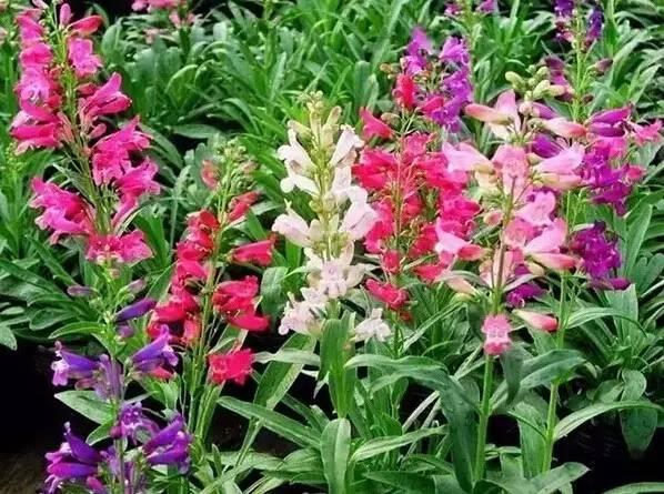 認(rèn)識(shí)植物：這些常見的園林植物你認(rèn)識(shí)嗎？