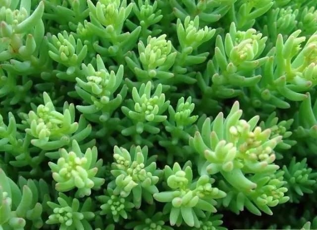 認(rèn)識(shí)植物：這些常見的園林植物你認(rèn)識(shí)嗎？