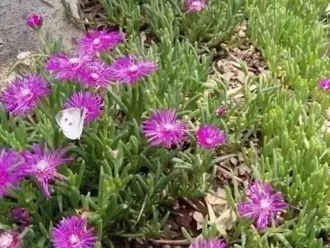認(rèn)識(shí)植物：這些常見的園林植物你認(rèn)識(shí)嗎？