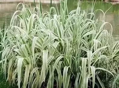 認(rèn)識(shí)植物：這些常見的園林植物你認(rèn)識(shí)嗎？