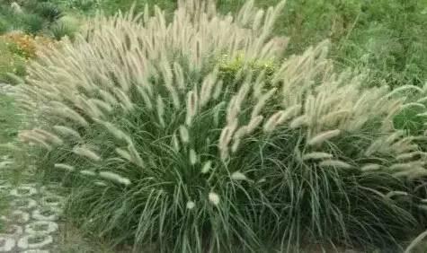認(rèn)識(shí)植物：這些常見的園林植物你認(rèn)識(shí)嗎？