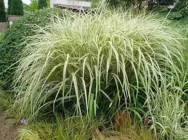 認(rèn)識(shí)植物：這些常見的園林植物你認(rèn)識(shí)嗎？
