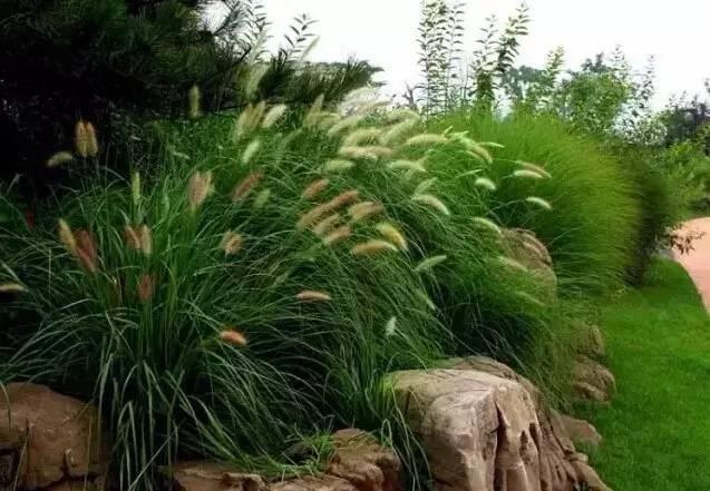 認(rèn)識(shí)植物：這些常見的園林植物你認(rèn)識(shí)嗎？