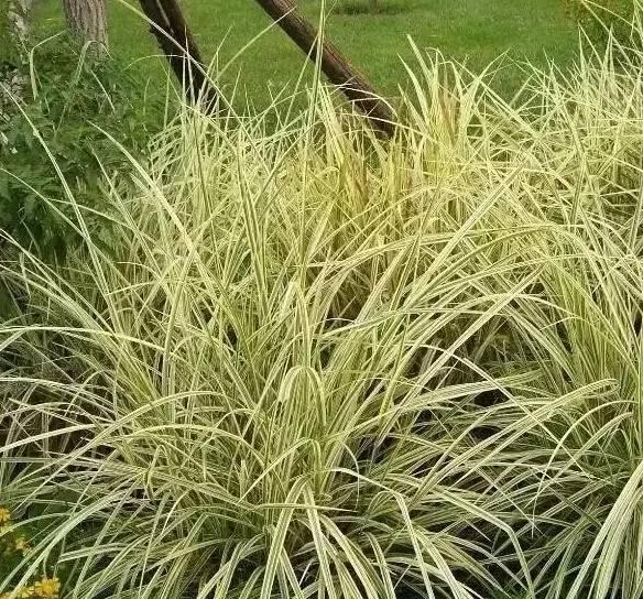 認(rèn)識(shí)植物：這些常見(jiàn)的園林植物你認(rèn)識(shí)嗎？