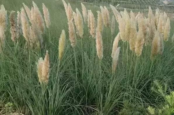 認(rèn)識(shí)植物：這些常見(jiàn)的園林植物你認(rèn)識(shí)嗎？