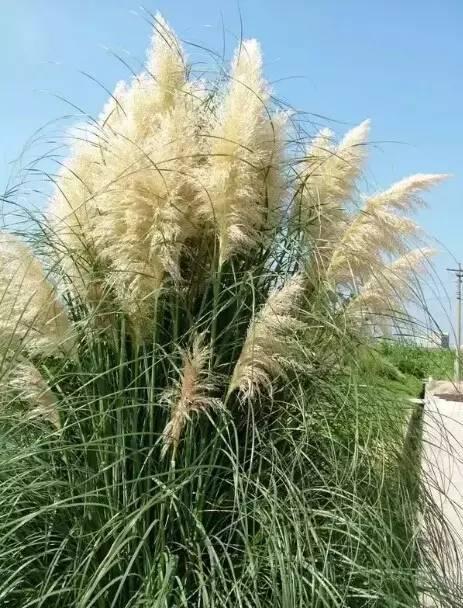 認(rèn)識(shí)植物：這些常見(jiàn)的園林植物你認(rèn)識(shí)嗎？