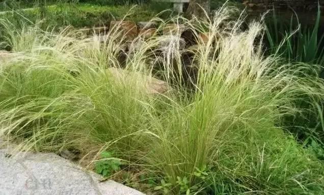 認(rèn)識(shí)植物：這些常見(jiàn)的園林植物你認(rèn)識(shí)嗎？