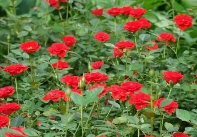認(rèn)識(shí)植物：這些常見(jiàn)的園林植物你認(rèn)識(shí)嗎？