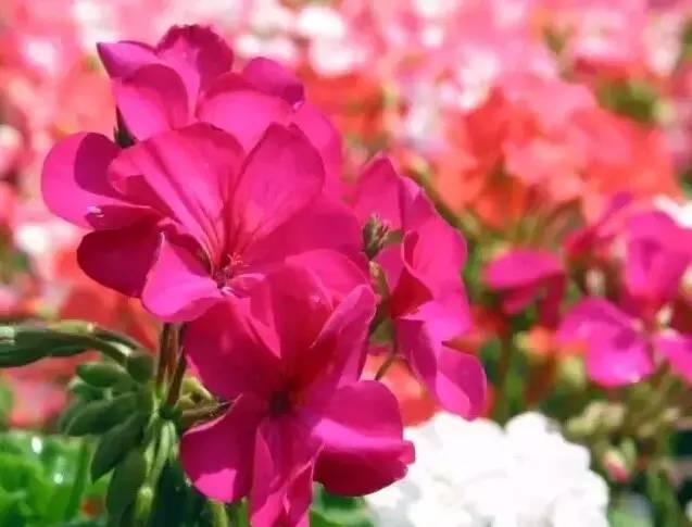 認(rèn)識(shí)植物：這些常見(jiàn)的園林植物你認(rèn)識(shí)嗎？