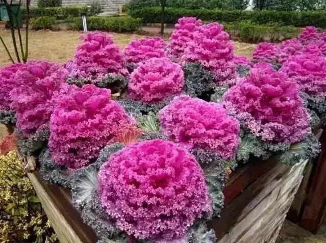 認(rèn)識(shí)植物：這些常見(jiàn)的園林植物你認(rèn)識(shí)嗎？