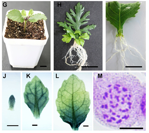 水生異形葉發(fā)育機(jī)制研究的模式植物被確認(rèn)